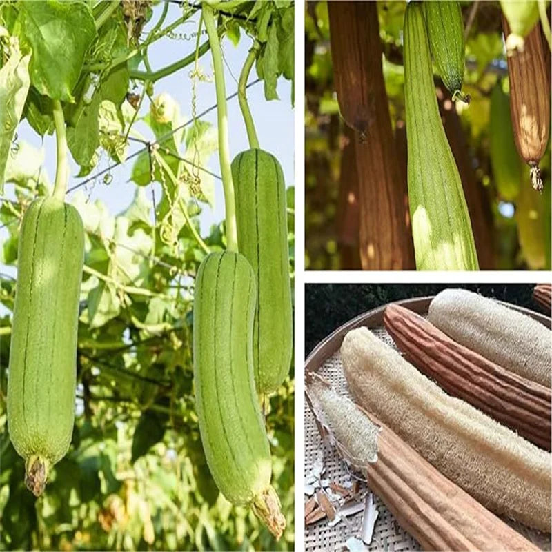 1PC Organic Loofahs Loofah Spa Exfoliating Scrubber natural Luffa Body Wash Sponge Remove Dead Skin Made Soap